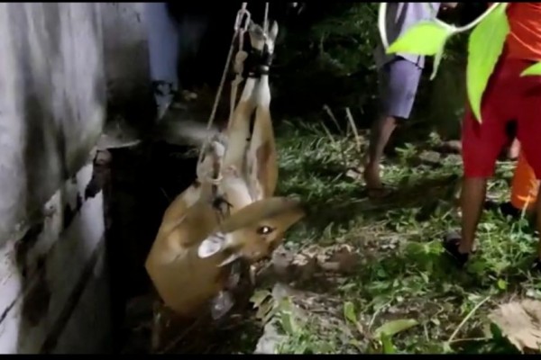 Sapi Betina Hamil Terjepit di Kubangan, Dievakuasi Basarnas Bali