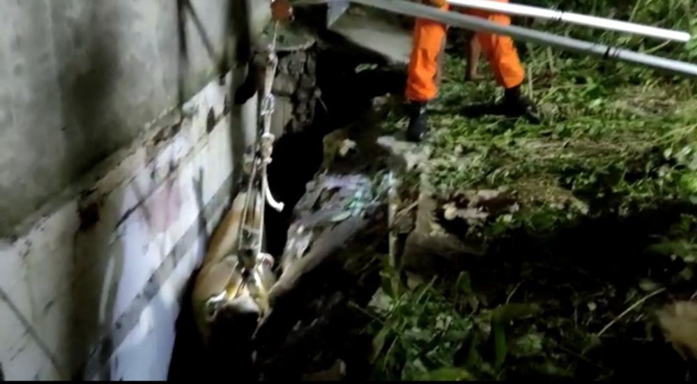 Sapi Betina Hamil Terjepit di Kubangan, Dievakuasi Basarnas Bali