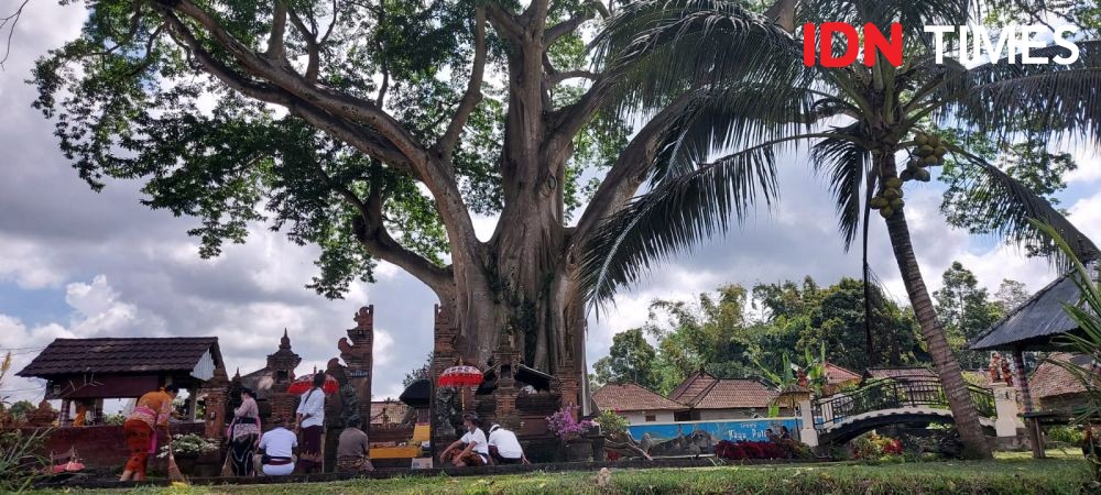 Potret Pohon Kayu Putih Setinggi 50 Meter di Tabanan, Sakral