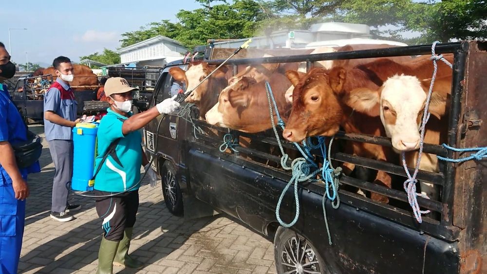 Tak Terpengaruh PMK, Penjualan Sapi dan Kambing di Tulungagung Normal