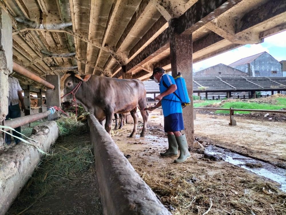 Waduh, 1.000 Ekor Lebih Hewan Ternak di Palembang Terpapar PMK