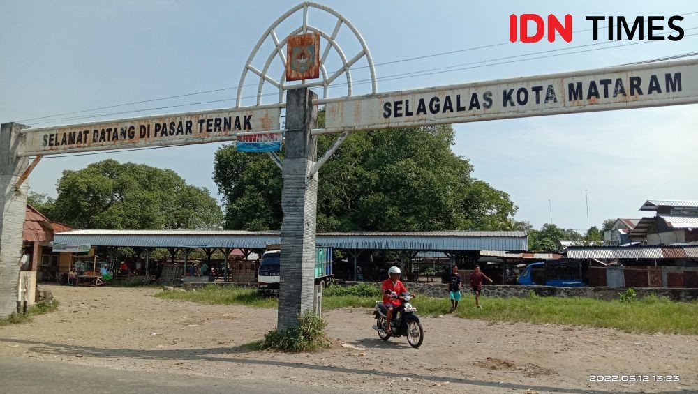 Sapi Terserang Virus PMK, Lombok Ditutup untuk Lalu Lintas Ternak 