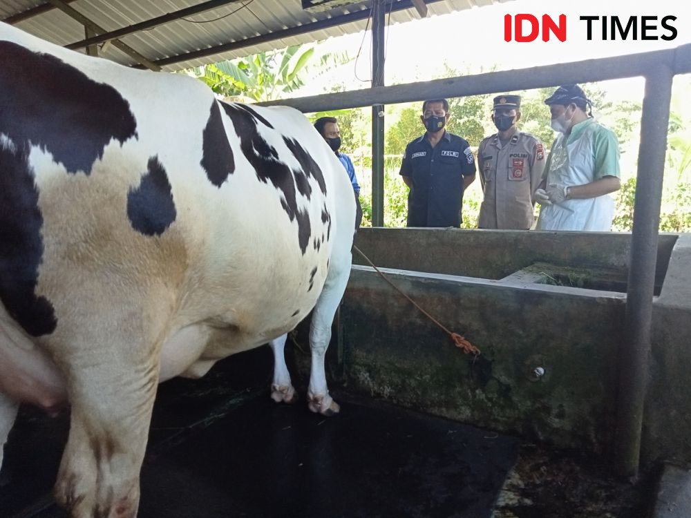 Pengendalian PMK untuk Ternak di Kaltim Dialokasikan Rp2,7 Miliar