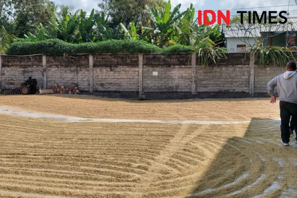 2 Anggota Perpadi Tabanan Pasok Beras Tak Berkualitas