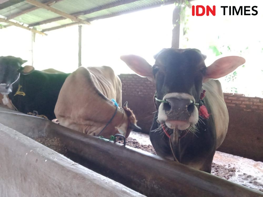 Disnakkeswan: Daging Sapi Lampung Aman Konsumsi dan Bebas PMK