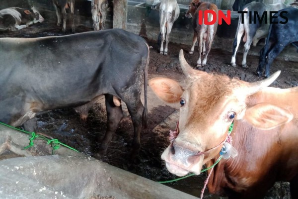 Disnakkeswan Lampung Temukan 3 Sapi Suspek PMK di Tulangbawang Barat