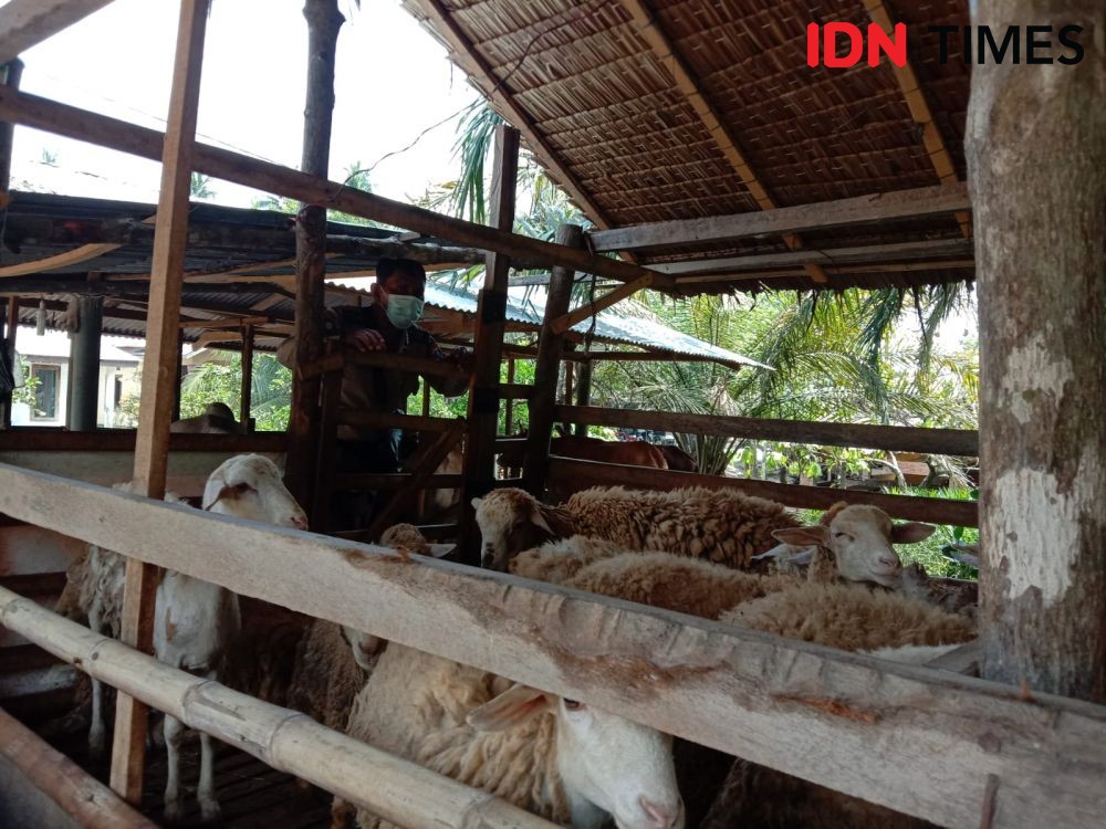 351 Hewan Ternak di Semarang Terinfeksi PMK, Dispertan Bentuk URC 