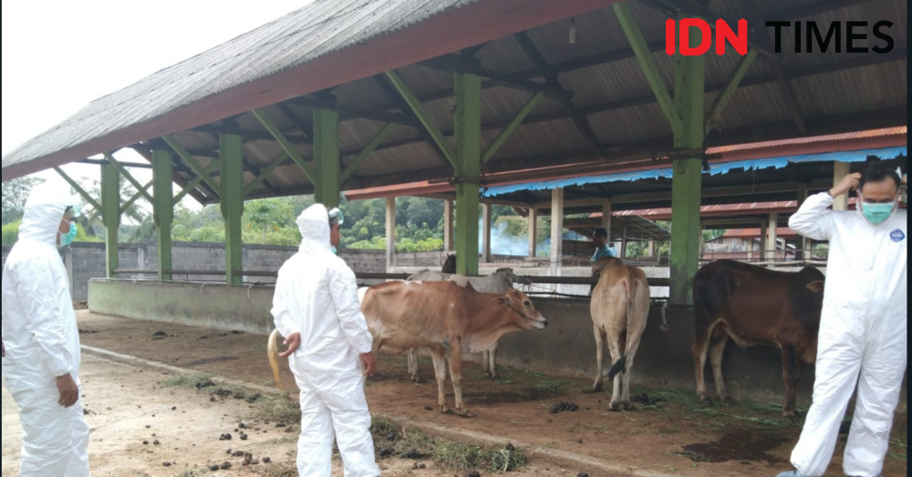 8 Kecamatan di Bantul Masuk Zona Merah Penyakit Mulut dan Kuku  