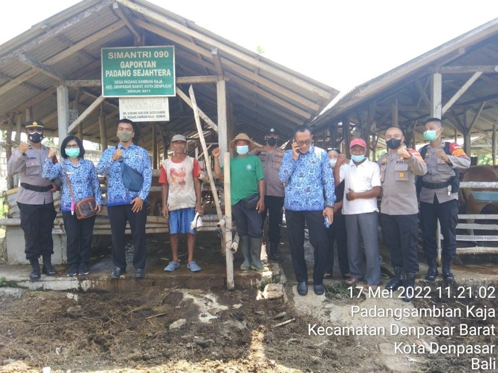 Polisi Turun Edukasi Peternak Sapi dan Babi di Denpasar