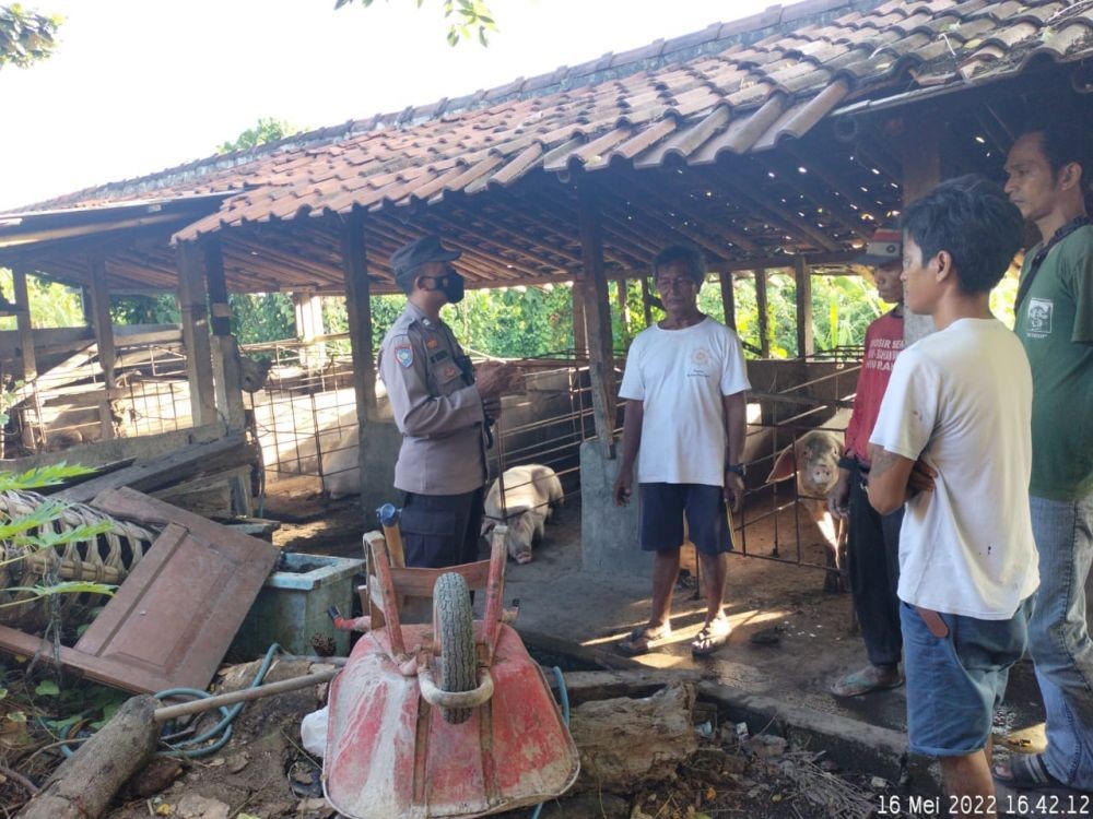 Polisi Turun Edukasi Peternak Sapi dan Babi di Denpasar