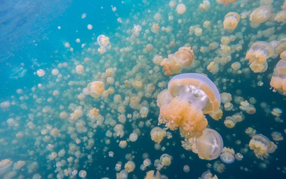 10 Alasan Kenapa Kamu Harus ke Raja Ampat Sekali Seumur Hidup 