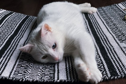 5 Tanda Kucing Sedang Stres Cara Mengatasinya