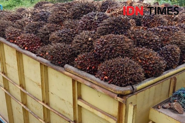 Sawit Menumpuk di PT WPG Muba, Sopir Keluhkan Buah Menyusut