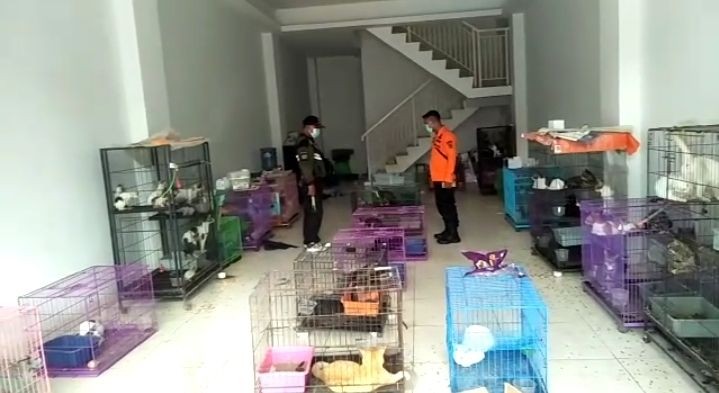 Sedih, 120 Ekor Kucing di Surabaya Ditinggalkan Pemiliknya