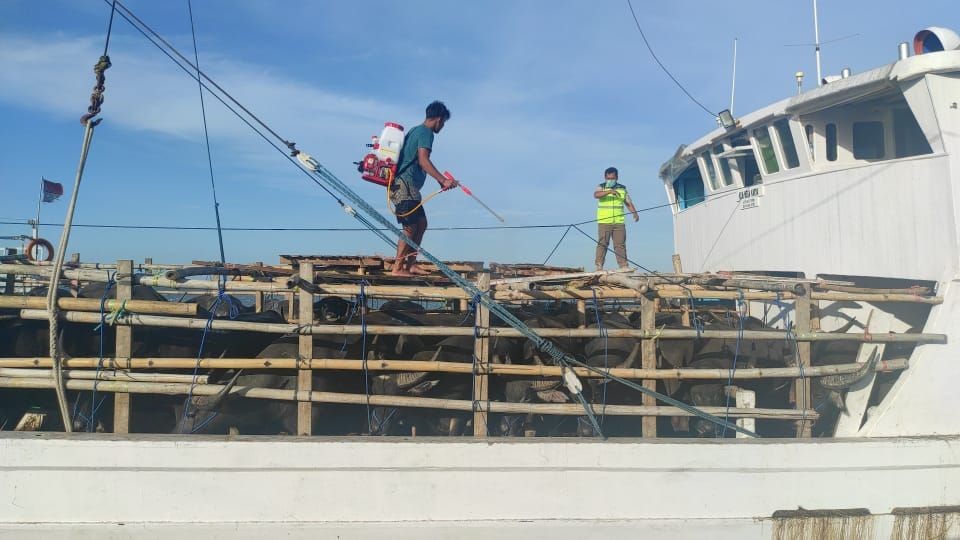 Ratusan Kambing asal NTT Masuk Sulsel Jelang Idul Adha