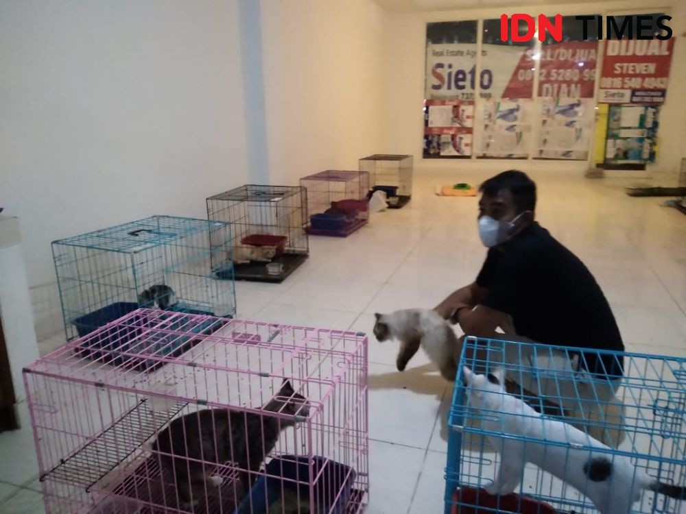 135 Kucing yang Ditelantarkan di Ruko Mulai Punya 'Orangtua' Baru
