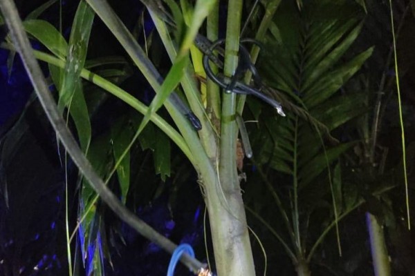 Kebangetan! Kabel Lampu Hias di Surabaya Dicuri