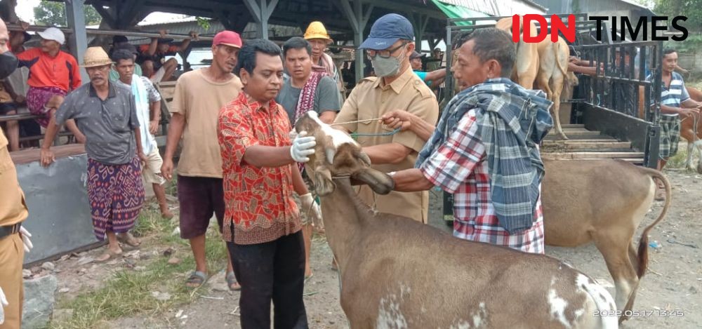 28.252 Ternak Terpapar PMK di Lombok, 108 Ekor Dipotong Paksa 