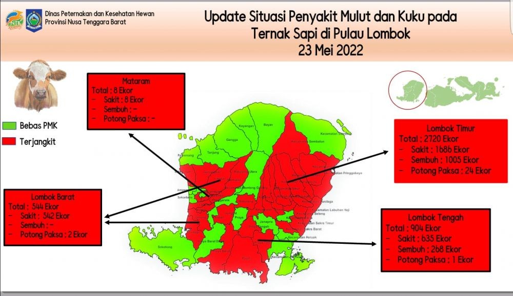 Wabah Meluas, 4.174 Ekor Sapi di Lombok Terjangkit Virus PMK