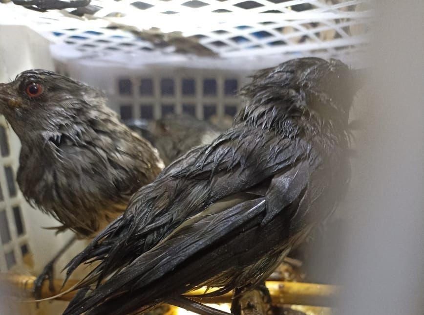 KSKP Bakauheni Tangkap 2 Sopir Truk Fuso Selundupkan 643 Ekor Burung