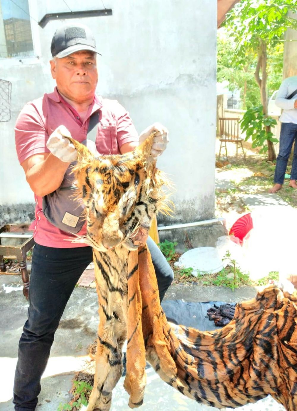 Mantan Bupati Bener Meriah Ditangkap Ketika Transaksi Kulit Harimau