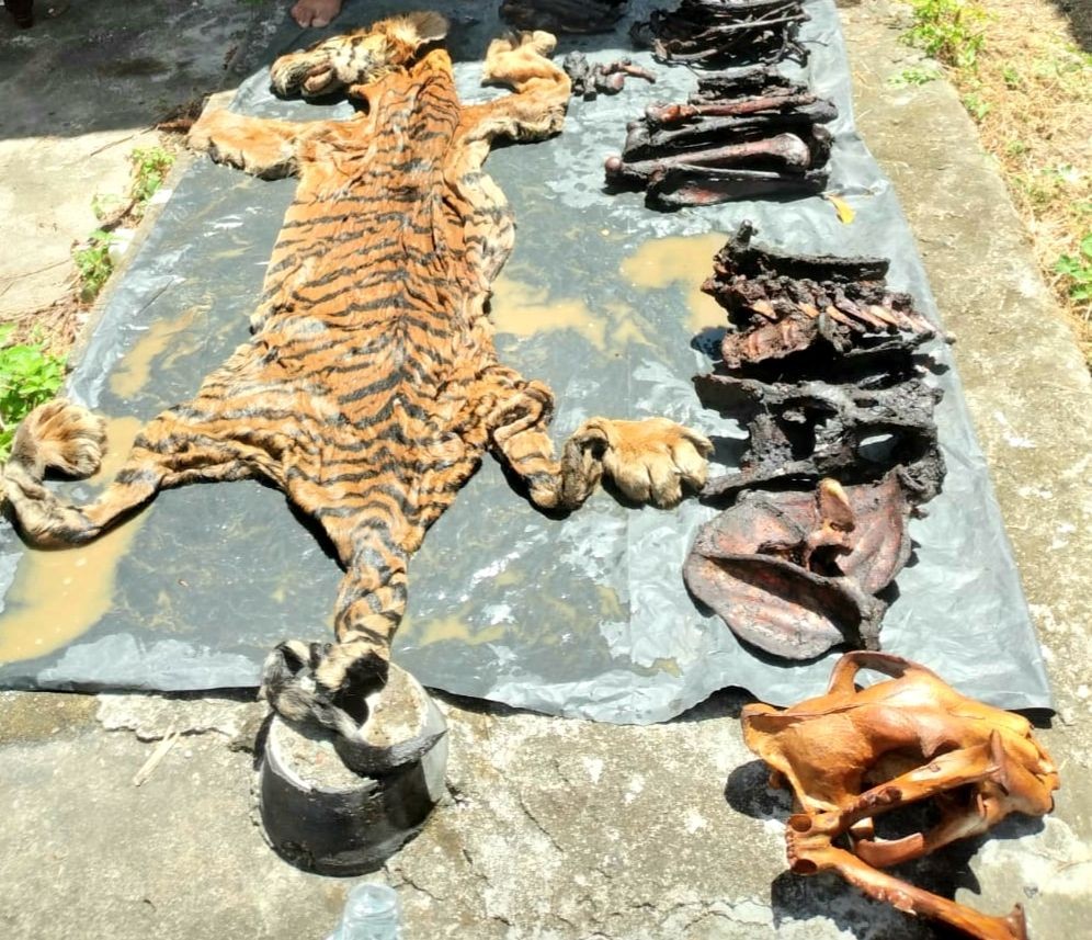 Mantan Bupati Bener Meriah Ditangkap Ketika Transaksi Kulit Harimau