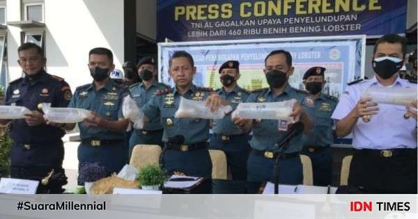 TNI AL Gagalkan Penyelundupan Benih Lobster Senilai Rp46,7 M