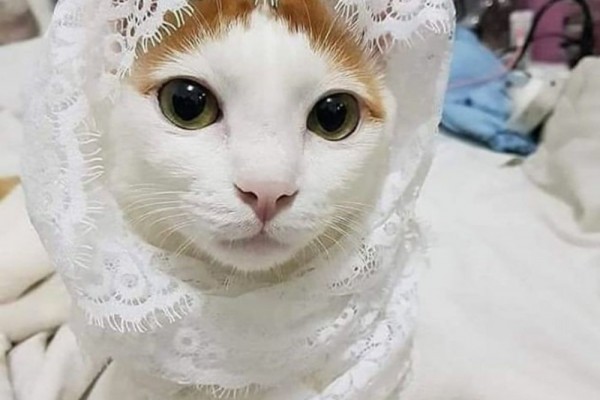 10 Foto Kucing Imut Berhijab, Bikin Adem Lihatnya!