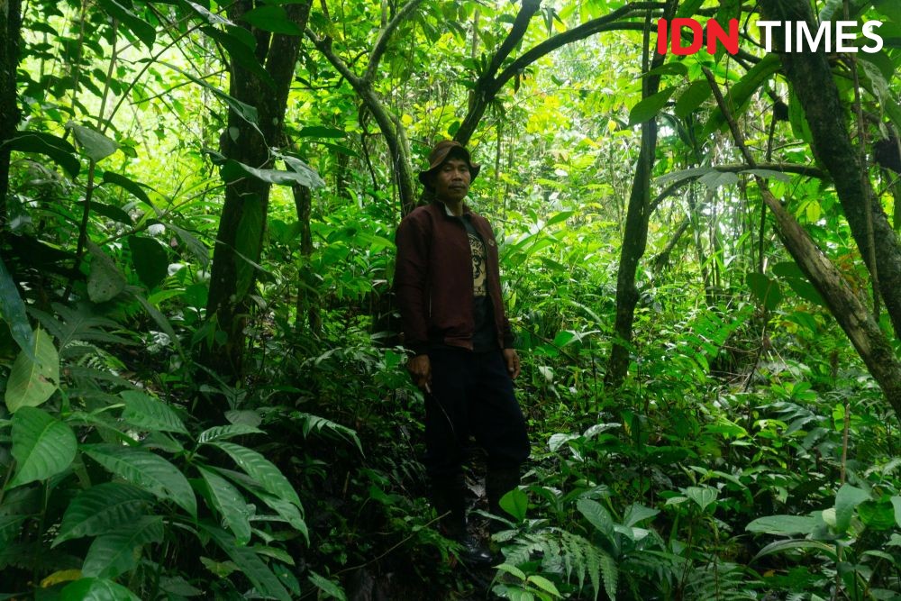 Kopi Owa, Solusi Mapan Konservasi Hutan Hujan Tropis di Pekalongan