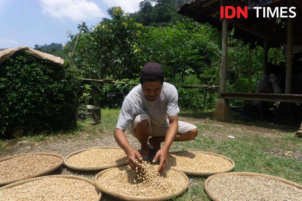 Kopi Owa, Solusi Mapan Konservasi Hutan Hujan Tropis di Pekalongan