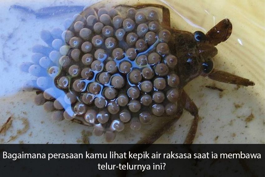 [QUIZ] Tes Seberapa Fobia Kamu Lewat Foto Hewan yang Bisa Bikin Trypophobia Ini