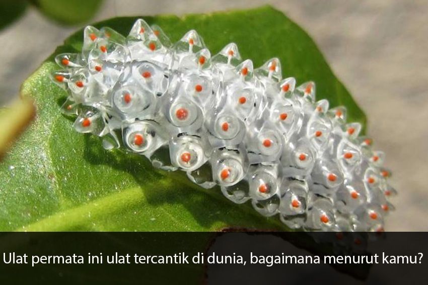 [QUIZ] Tes Seberapa Fobia Kamu Lewat Foto Hewan yang Bisa Bikin Trypophobia Ini