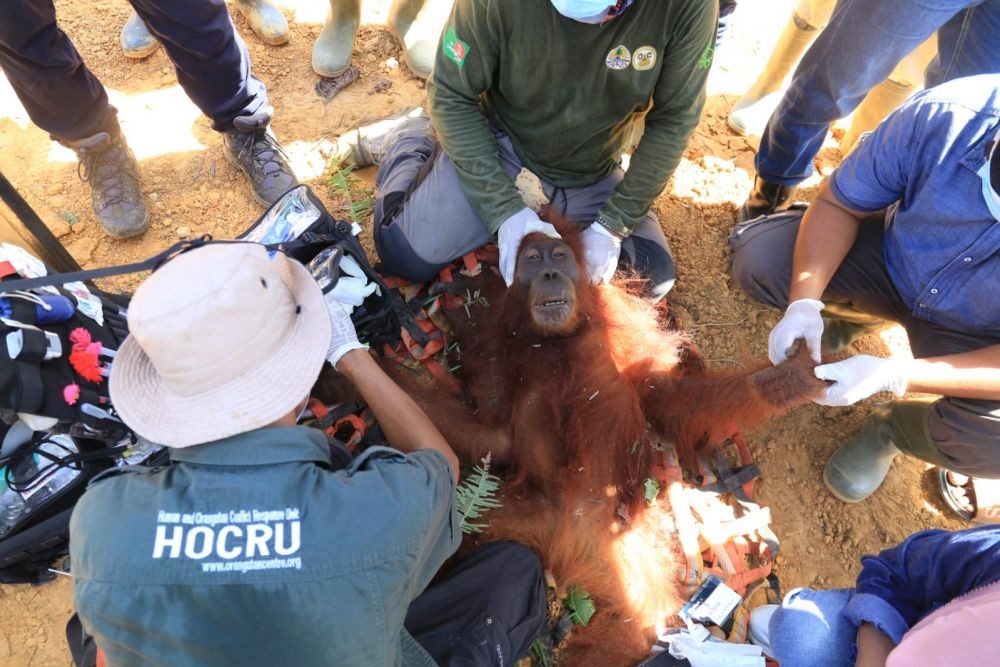 Berkeliaran di Kebun Sawit Langkat, Orangutan ‘Dipulangkan’