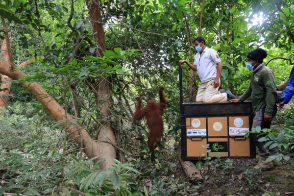 Berkeliaran di Kebun Sawit Langkat, Orangutan ‘Dipulangkan’