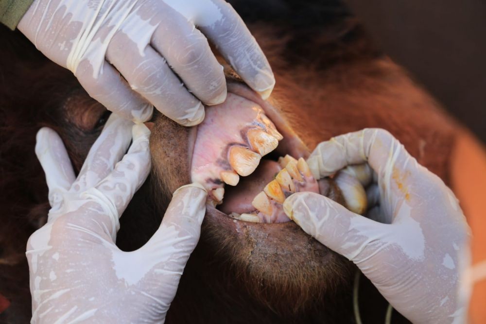 Berkeliaran di Kebun Sawit Langkat, Orangutan ‘Dipulangkan’