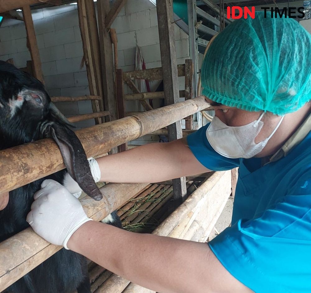 8 Kecamatan di Bantul Masuk Zona Merah Penyakit Mulut dan Kuku  