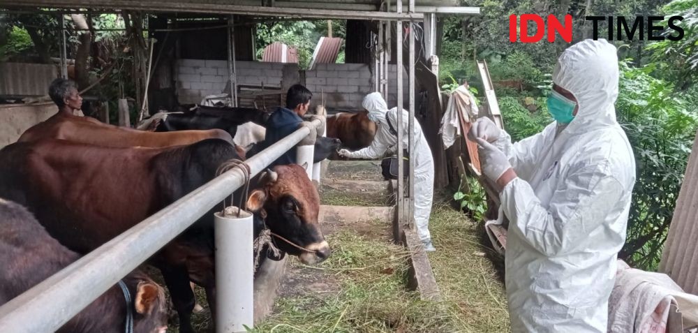 Disnakkeswan: Daging Sapi Lampung Aman Konsumsi dan Bebas PMK
