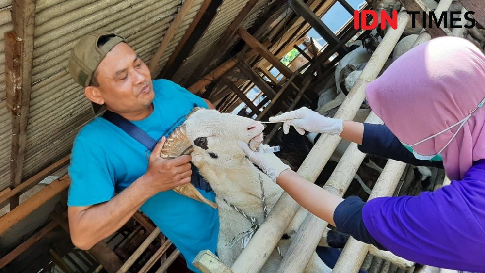 Kompensasi Penggantian Hewan Ternak di Sulsel Dibayarkan Oktober 2022