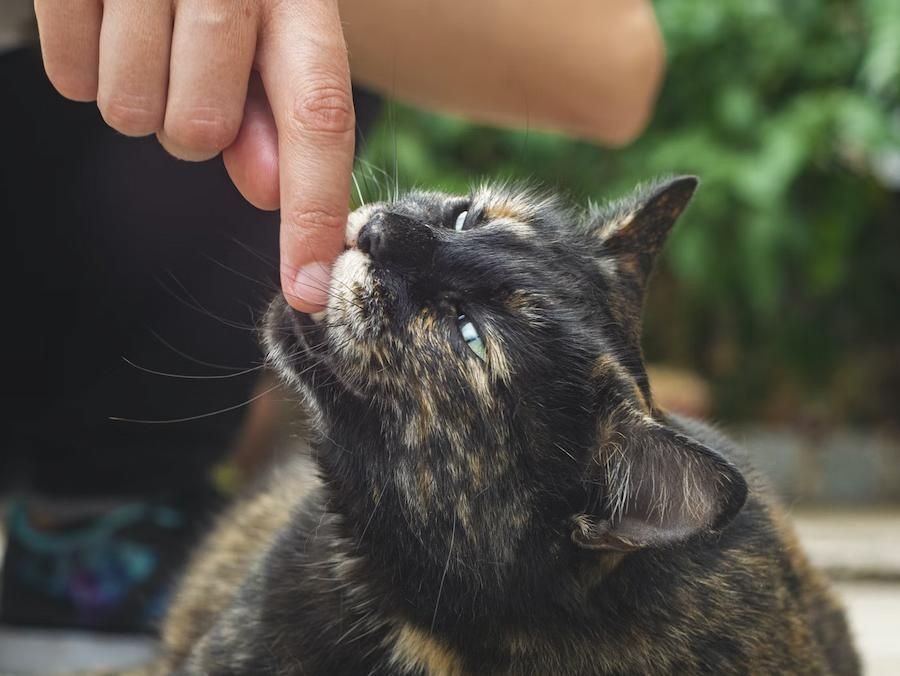 Apa Gigitan Kucing Berbahaya? Ini Alasan Kamu Perlu Waspada 