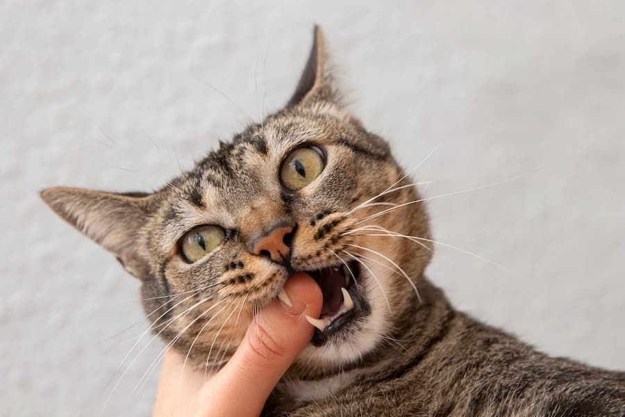 Kenapa Kucing Jilat Tangan Kita 7 Alasan di Balik Kenapa Kucing Suka Menggigit Tangan Kita