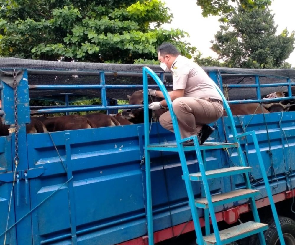 Jelang Idul Adha, Balai Karantina Pastikan Kambing Akan Langka di Bali