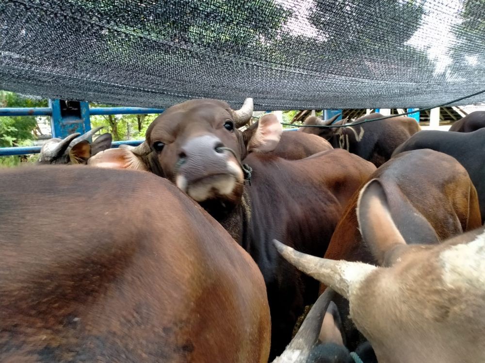 Jelang Idul Adha, Balai Karantina Pastikan Kambing Akan Langka di Bali