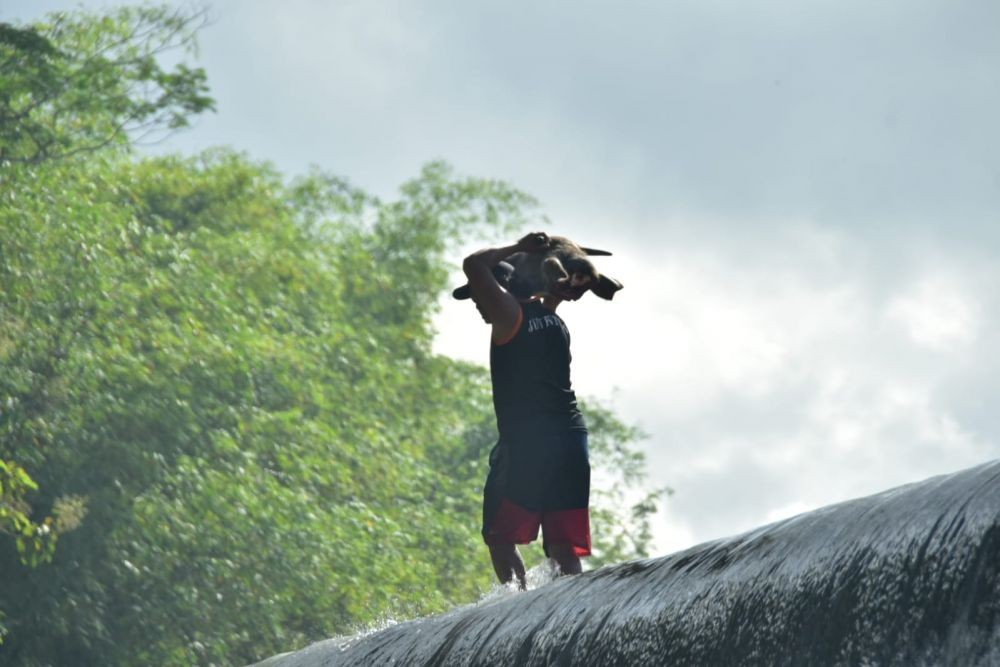 Petani di Trenggalek Berebut Kepala Kerbau Saat Nyadran di Dam Bagong