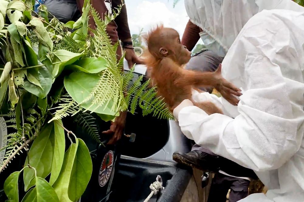 3 Orangutan Terjebak di Kebun Sawit 'Dipulangkan' ke TNGL