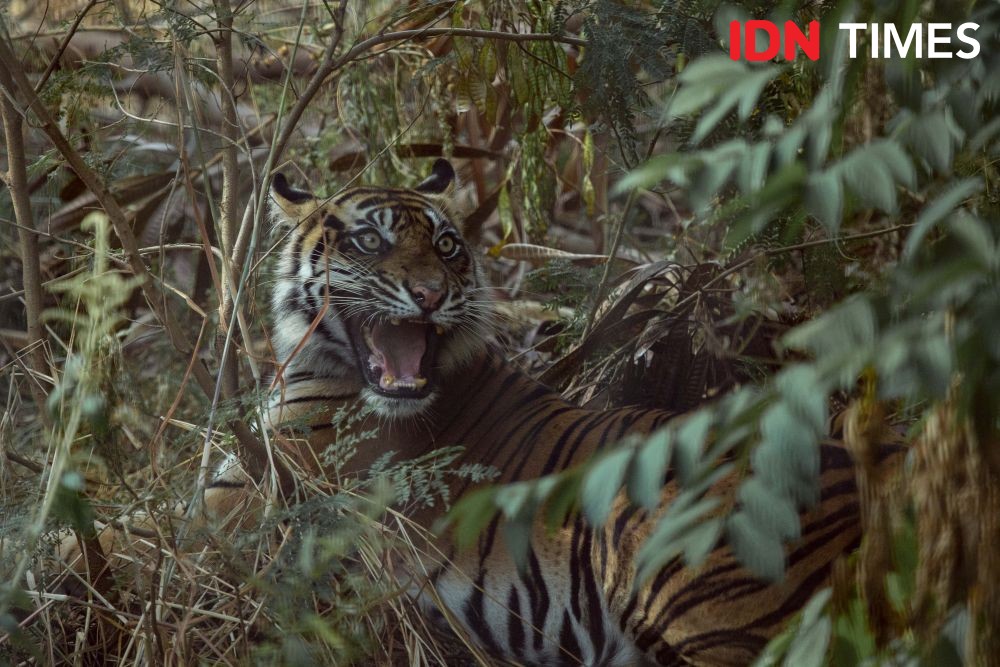 Harimau Evakuasi dari Langkat Dibawa ke Medan Zoo, BBKSDA Bungkam