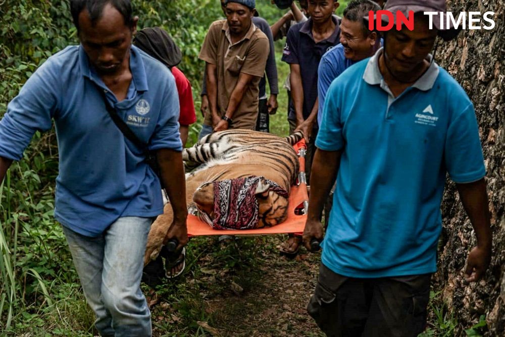 Duka Konservasi, Matinya Sang Harimau Citra