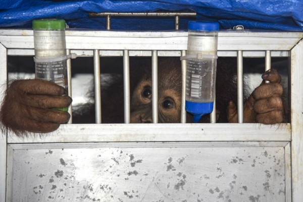 Culas Pemulangan Orangutan Kaka Dari Gudang Kertas