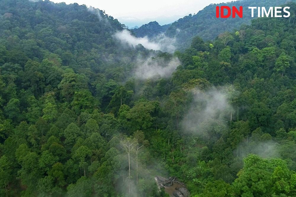 Hutan Petungkriyono, Surga Tersembunyi Bak Kisah Nyata Jurassic Park