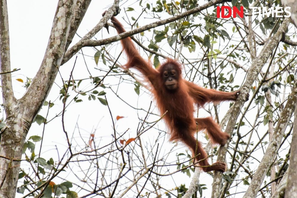 Nanta Terlibat Kasus Perdagangan Orangutan Thomas Di Raider