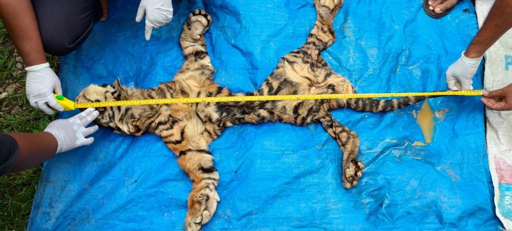 Berkas Lengkap, Pemilik Kulit Harimau Sumatra Segera Disidang